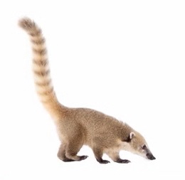 Coati